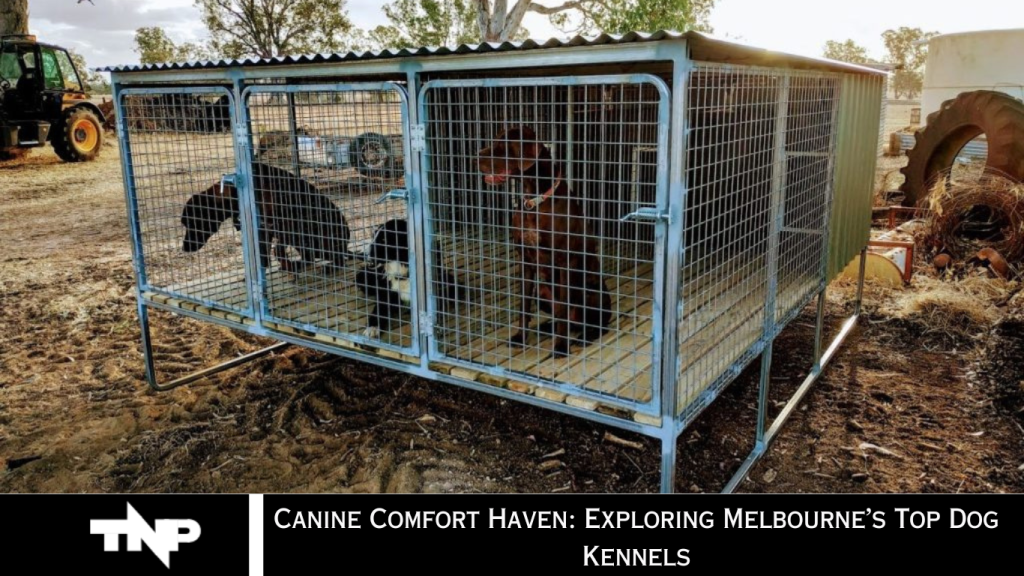 Canine Comfort Haven: Exploring Melbourne’s Top Dog Kennels